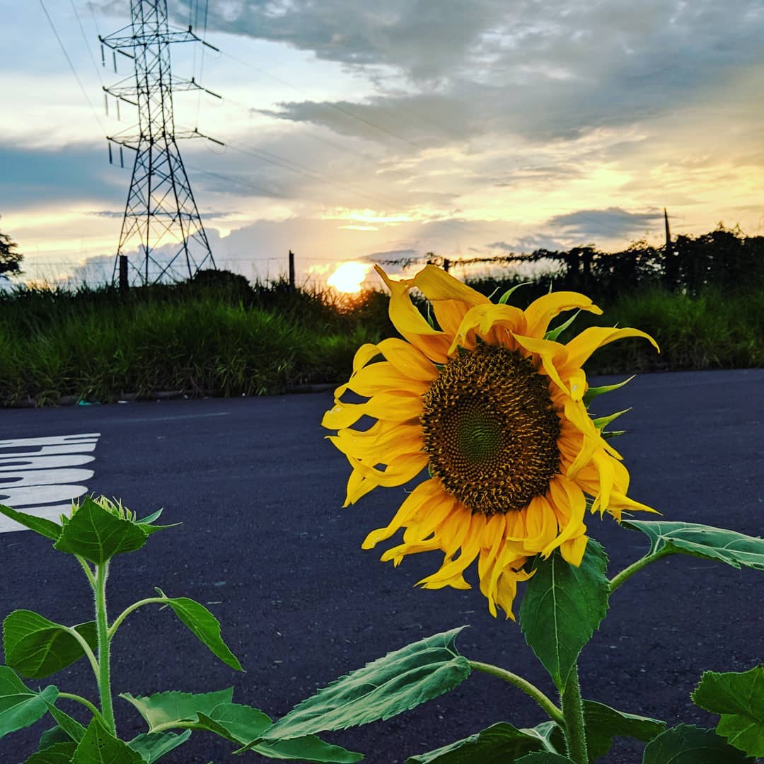 Foto de um girassol